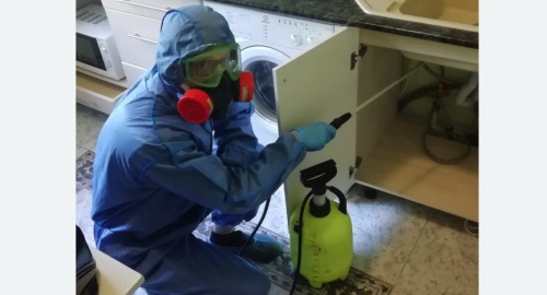 Уничтожение муравьев в квартире. Могоча