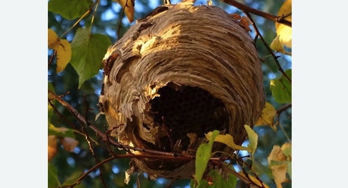 Уничтожение шершней в Могоче