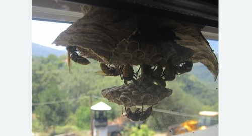 Уничтожение гнёзд шершней в Могоче