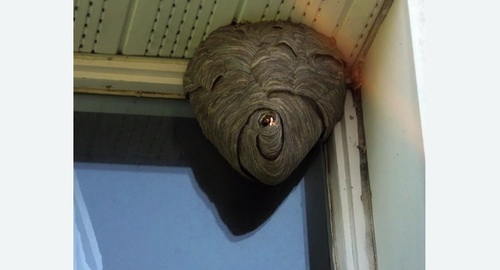 Уничтожение ос в Могоче