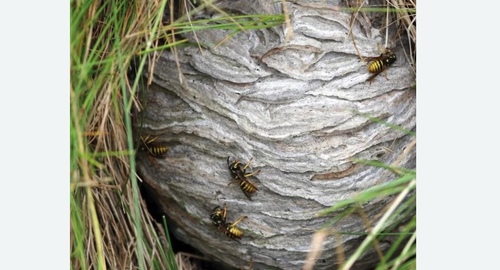 Уничтожение ос и ульев в Могоче
