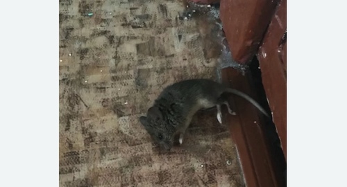 Дезинфекция от мышей в Могоче