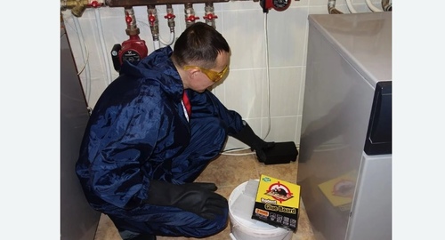 Дератизация крыс. Могоча