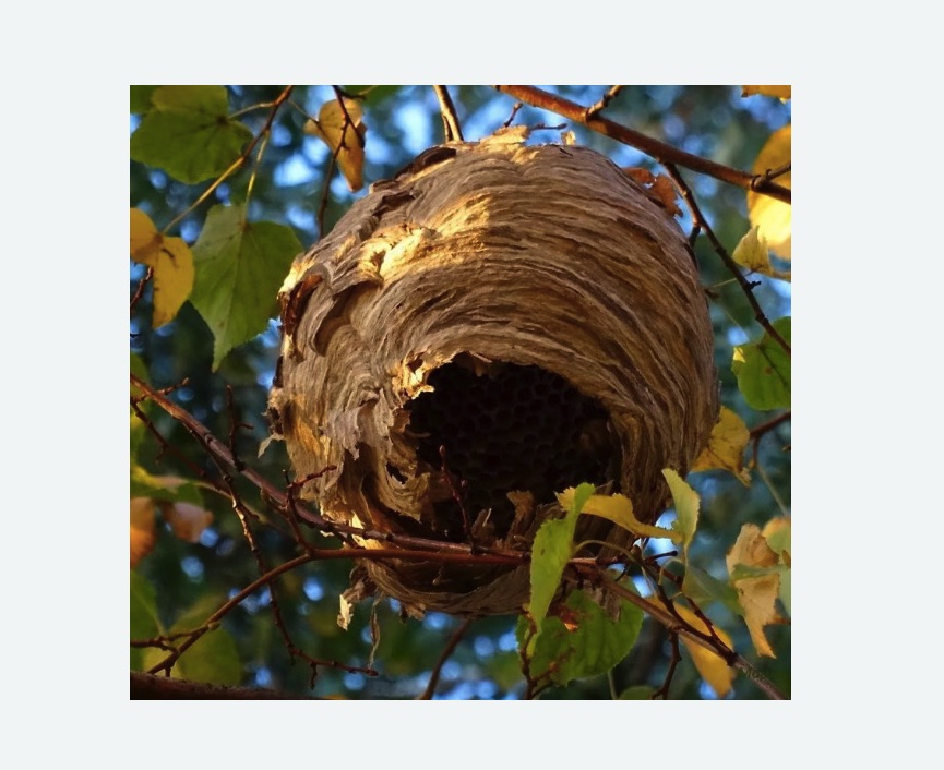 Обработка от шершней в Могоче