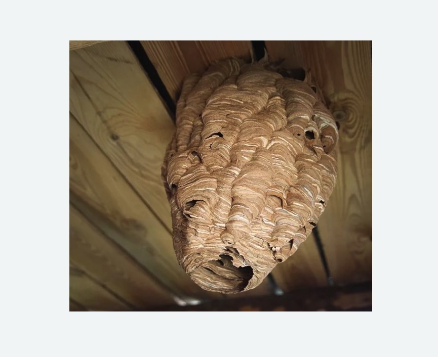 обработка от шершней в Могоче