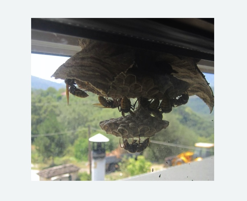 Уничтожение гнёзд шершней в Могоче