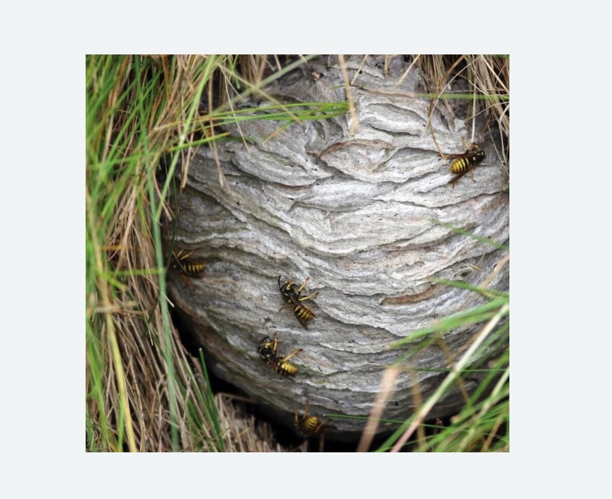 Уничтожение ос и ульев в Могоче